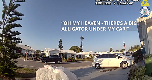 Florida police officer drops off pizza for delivery worker stymied by 8-foot alligator