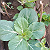 Post: This is a petchay #garden #Featured